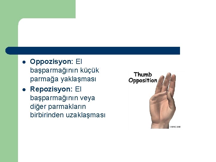 l l Oppozisyon: El başparmağının küçük parmağa yaklaşması Repozisyon: El başparmağının veya diğer parmakların