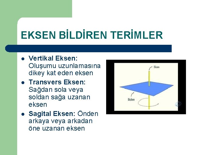 EKSEN BİLDİREN TERİMLER l l l Vertikal Eksen: Oluşumu uzunlamasına dikey kat eden eksen