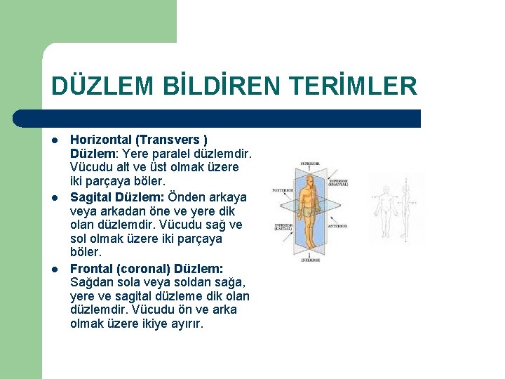 DÜZLEM BİLDİREN TERİMLER l l l Horizontal (Transvers ) Düzlem: Yere paralel düzlemdir. Vücudu