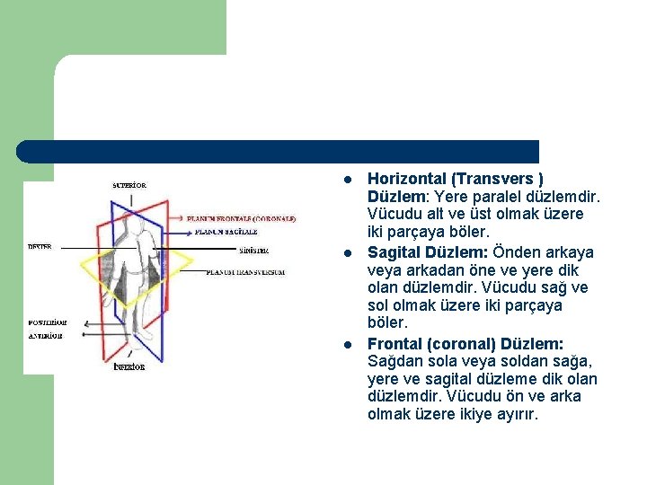 l l l Horizontal (Transvers ) Düzlem: Yere paralel düzlemdir. Vücudu alt ve üst