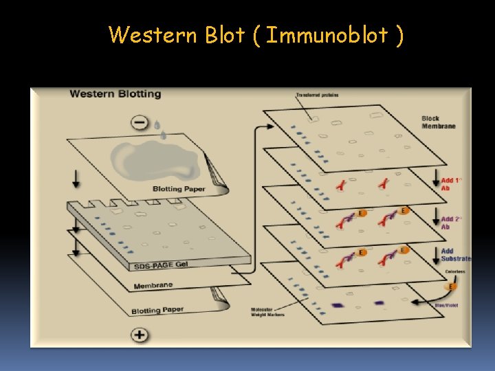 Western Blot ( Immunoblot ) 