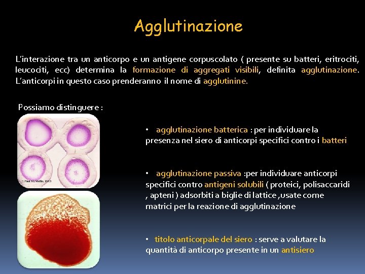 Agglutinazione L’interazione tra un anticorpo e un antigene corpuscolato ( presente su batteri, eritrociti,