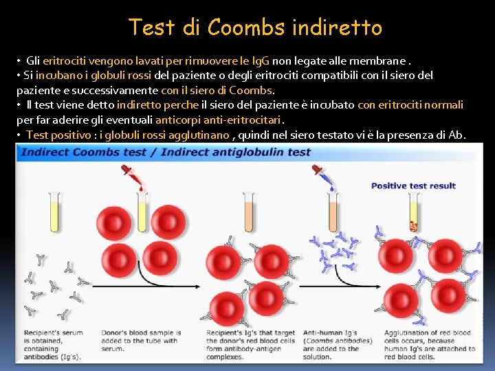 Test di Coombs indiretto • Gli eritrociti vengono lavati per rimuovere le Ig. G