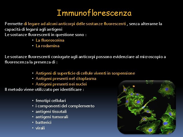 Immunoflorescenza Permette di legare ad alcuni anticorpi delle sostanze fluorescenti , senza alterarne la