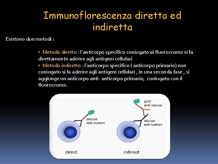 Immunoflorescenza diretta ed indiretta Esistono due metodi : • Metodo diretto : l’anticorpo specifico