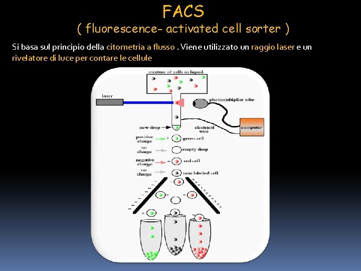 FACS ( fluorescence- activated cell sorter ) Si basa sul principio della citometria a