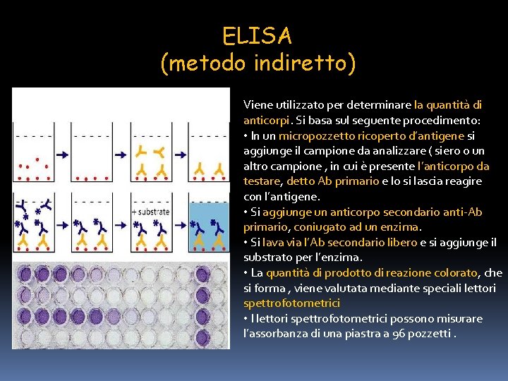 ELISA (metodo indiretto) Viene utilizzato per determinare la quantità di anticorpi. Si basa sul