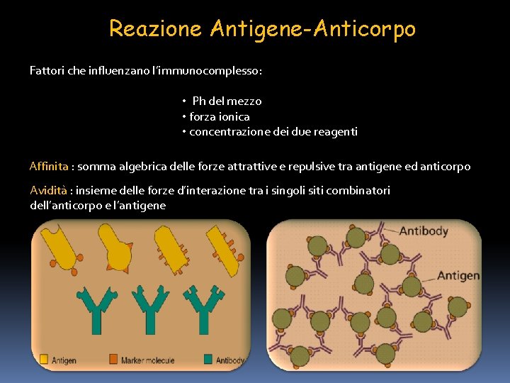 Reazione Antigene-Anticorpo Fattori che influenzano l’immunocomplesso: • Ph del mezzo • forza ionica •