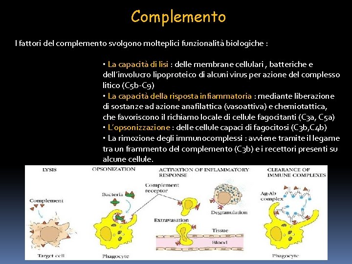 Complemento I fattori del complemento svolgono molteplici funzionalità biologiche : • La capacità di