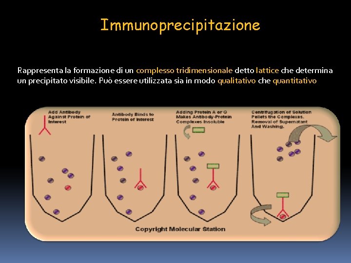 Immunoprecipitazione Rappresenta la formazione di un complesso tridimensionale detto lattice che determina un precipitato