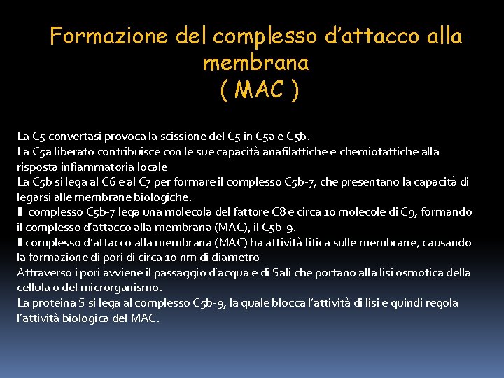 Formazione del complesso d’attacco alla membrana ( MAC ) La C 5 convertasi provoca