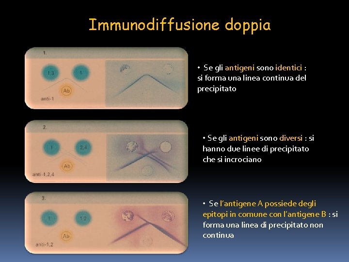 Immunodiffusione doppia • Se gli antigeni sono identici : si forma una linea continua