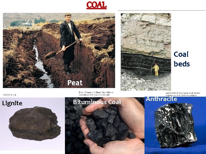 COAL Coal beds Peat Lignite Bituminous Coal Anthracite 
