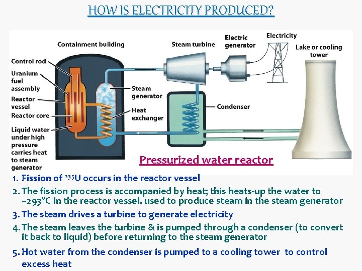 HOW IS ELECTRICITY PRODUCED? Pressurized water reactor 1. Fission of 235 U occurs in