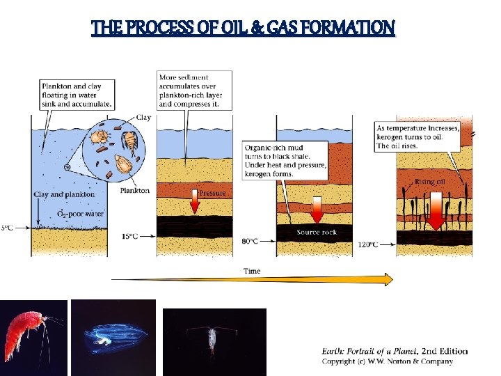 THE PROCESS OF OIL & GAS FORMATION 