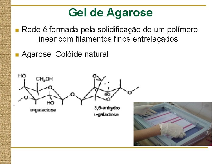 Gel de Agarose n Rede é formada pela solidificação de um polímero linear com Gel de Agarose n Rede é formada pela solidificação de um polímero linear com