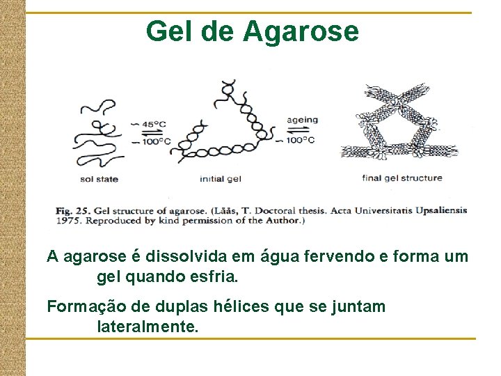 Gel de Agarose A agarose é dissolvida em água fervendo e forma um gel