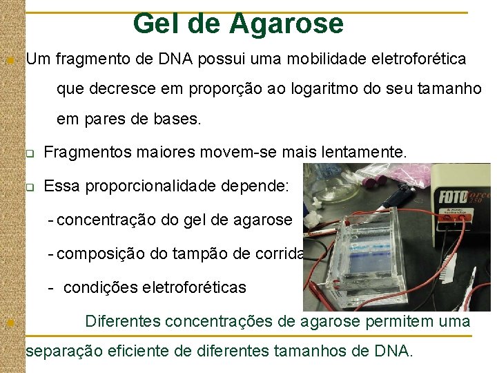 Gel de Agarose n Um fragmento de DNA possui uma mobilidade eletroforética que decresce