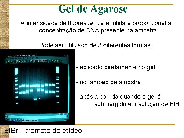 Gel de Agarose A intensidade de fluorescência emitida é proporcional à concentração de DNA