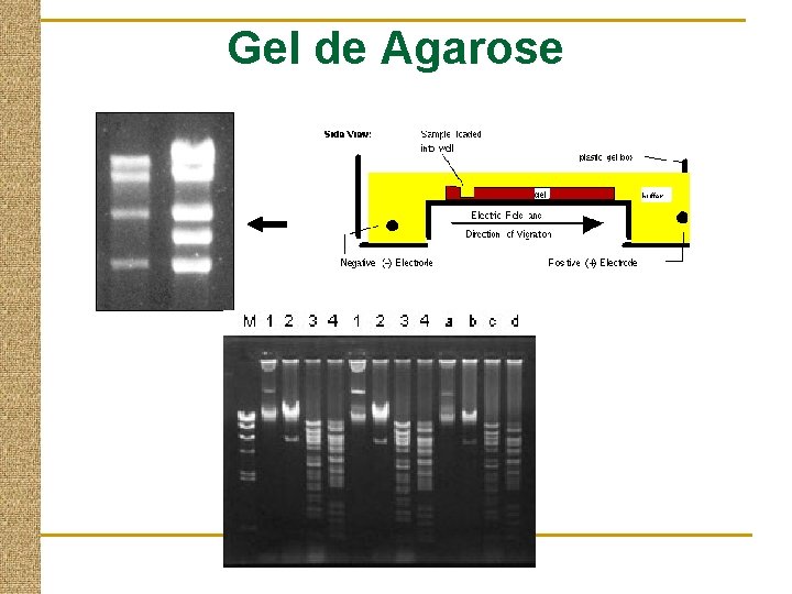 Gel de Agarose 