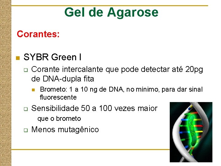 Gel de Agarose Corantes: n SYBR Green I q Corante intercalante que pode detectar