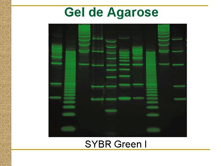 Gel de Agarose SYBR Green I 