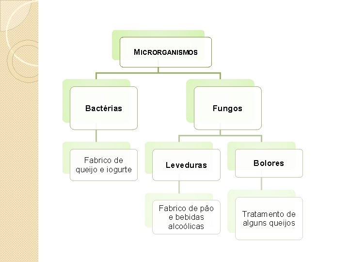 MICRORGANISMOS Bactérias Fabrico de queijo e iogurte Fungos Leveduras Bolores Fabrico de pão e