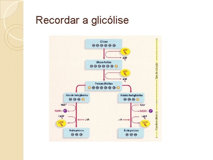 Recordar a glicólise 