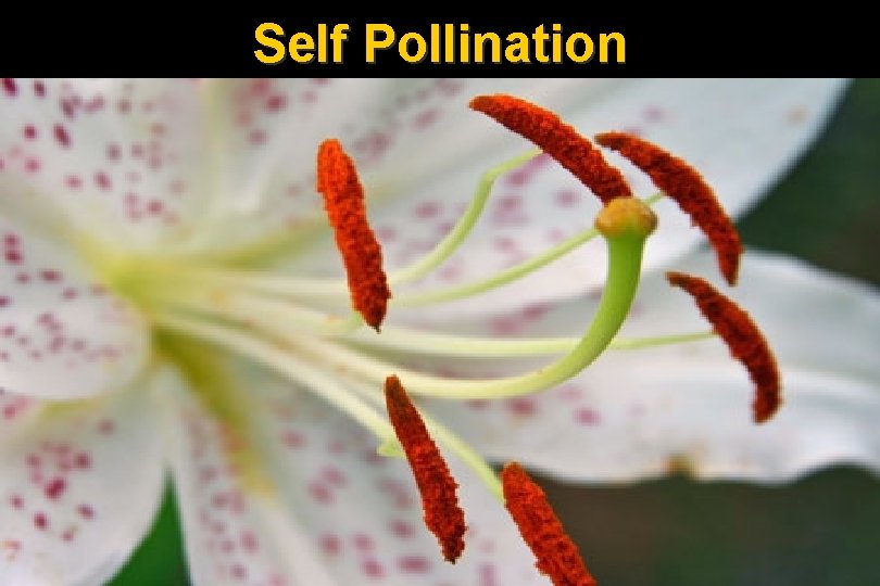 Self Pollination 