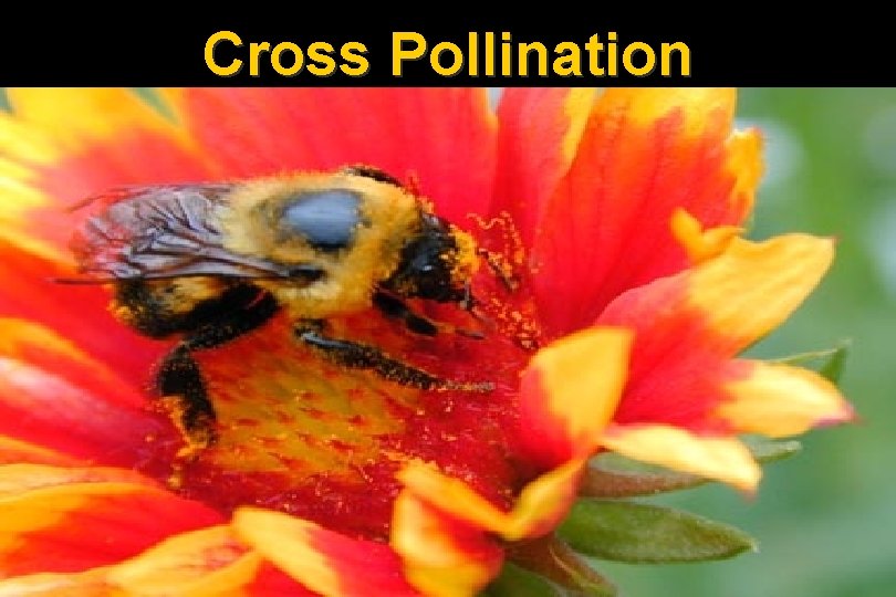 Cross Pollination 