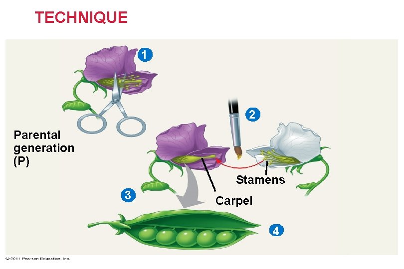 TECHNIQUE 1 2 Parental generation (P) Stamens 3 Carpel 4 