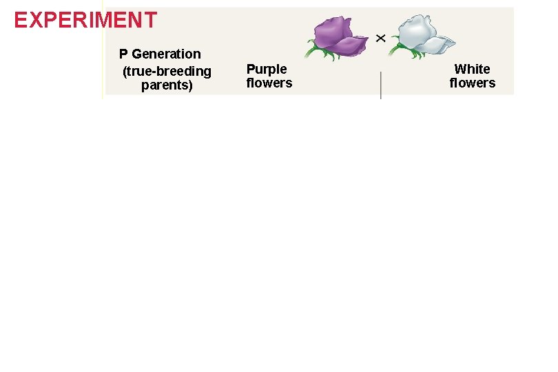 Figure 14. 3 -3 EXPERIMENT P Generation (true-breeding parents) F 1 Generation (hybrids) Purple