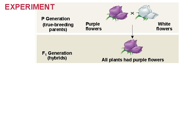 Figure 14. 3 -3 EXPERIMENT P Generation (true-breeding parents) F 1 Generation (hybrids) Purple