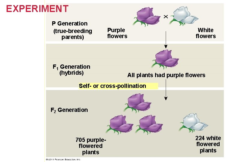 Figure 14. 3 -3 EXPERIMENT P Generation (true-breeding parents) F 1 Generation (hybrids) Purple