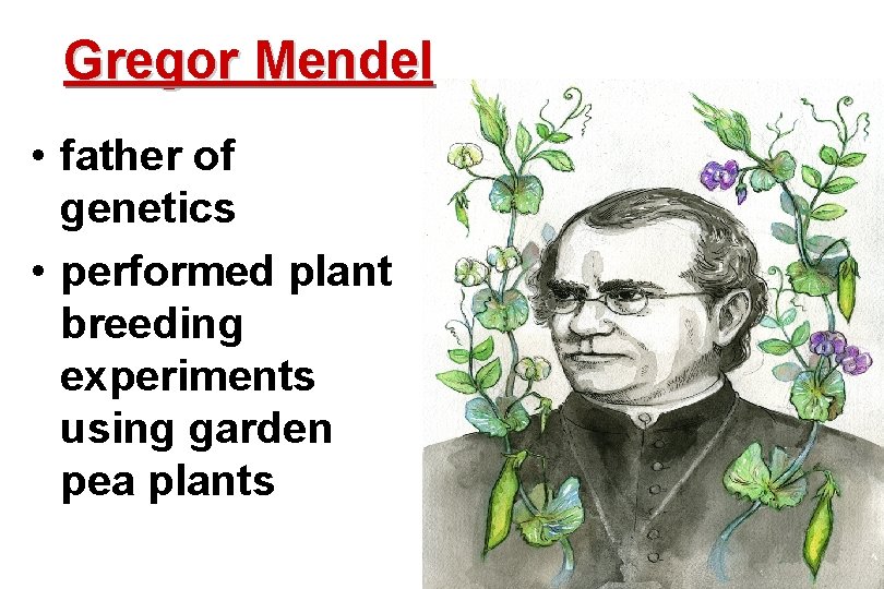 Gregor Mendel • father of genetics • performed plant breeding experiments using garden pea