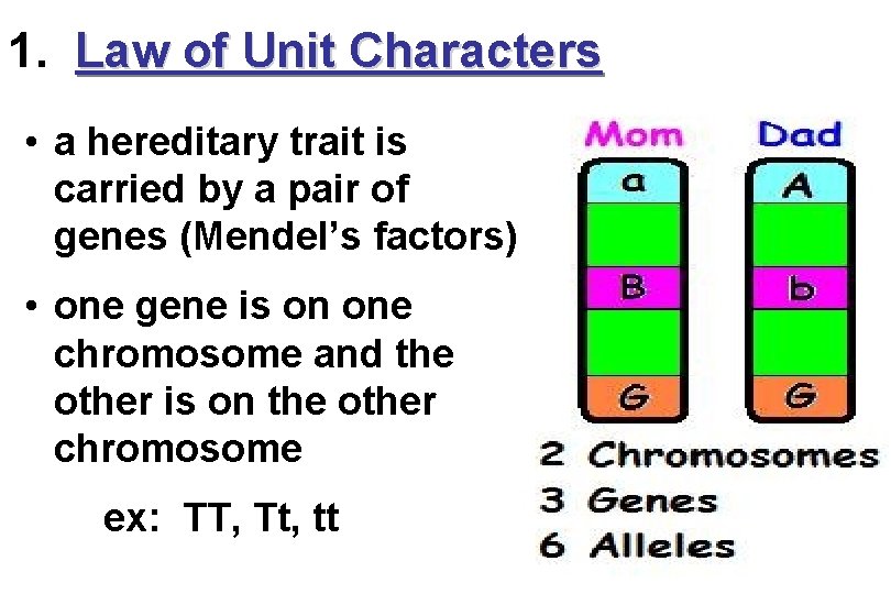 1. Law of Unit Characters • a hereditary trait is carried by a pair