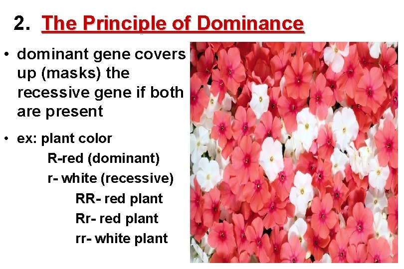 2. The Principle of Dominance • dominant gene covers up (masks) the recessive gene