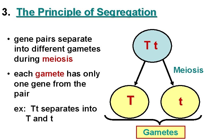 3. The Principle of Segregation • gene pairs separate into different gametes during meiosis