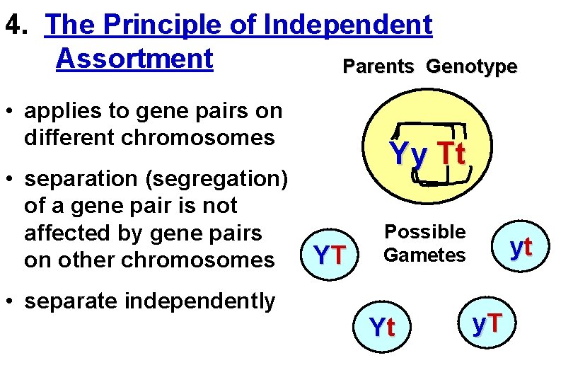 4. The Principle of Independent Assortment Parents Genotype • applies to gene pairs on