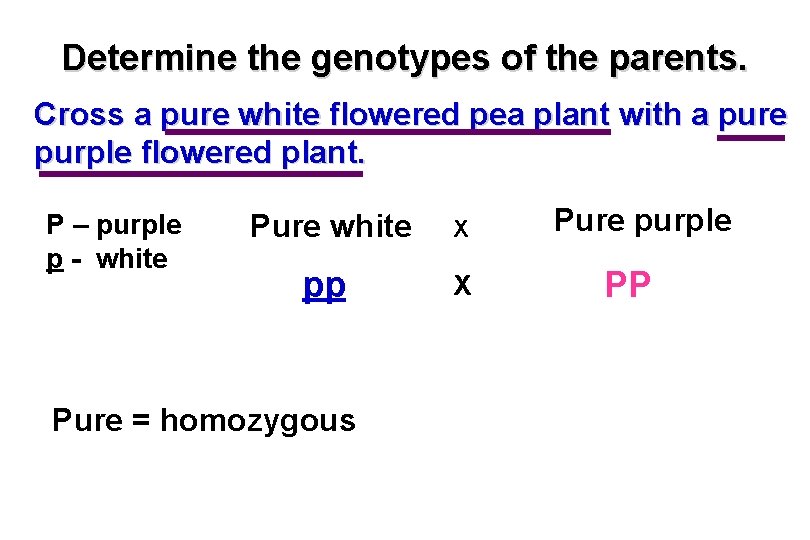 Determine the genotypes of the parents. Cross a pure white flowered pea plant with