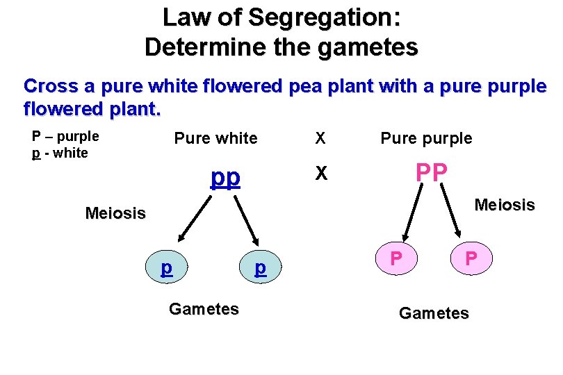 Law of Segregation: Determine the gametes Cross a pure white flowered pea plant with