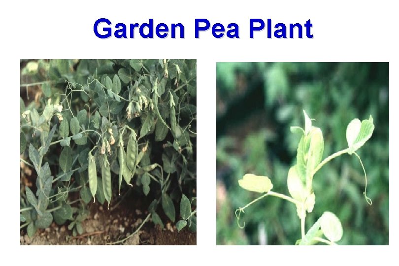 Garden Pea Plant 