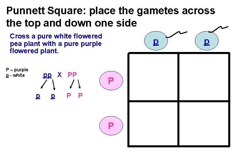 Punnett Square: place the gametes across the top and down one side Cross a