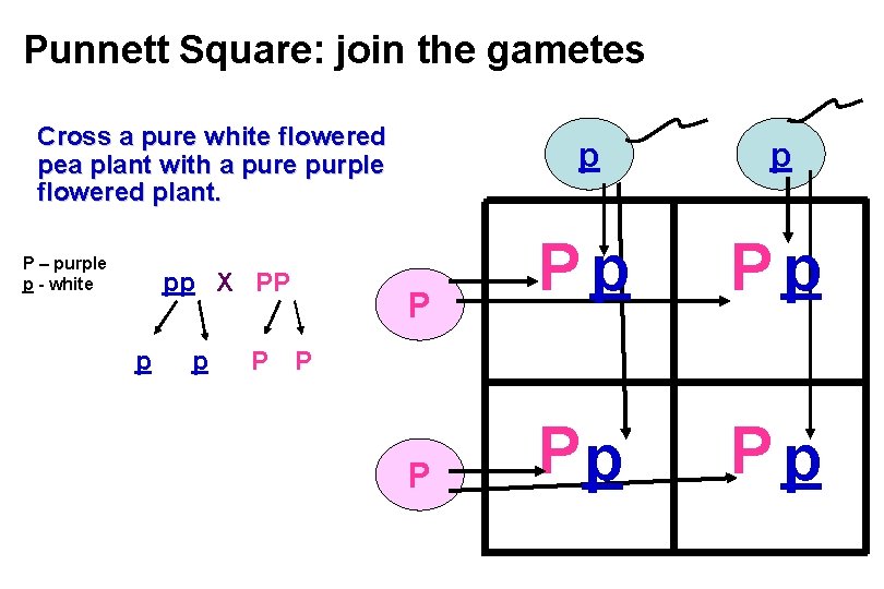 Punnett Square: join the gametes Cross a pure white flowered pea plant with a