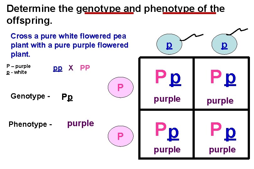 Determine the genotype and phenotype of the offspring. Cross a pure white flowered pea