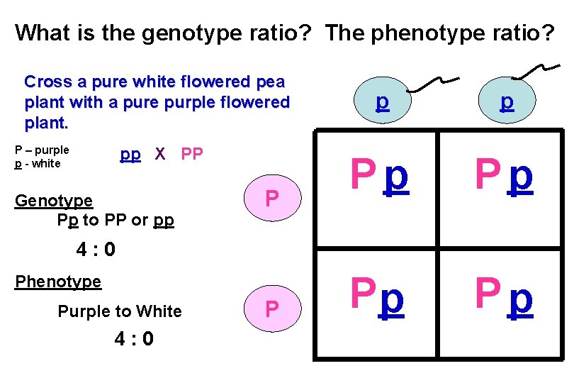 What is the genotype ratio? The phenotype ratio? Cross a pure white flowered pea