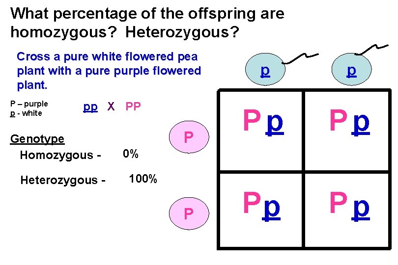 What percentage of the offspring are homozygous? Heterozygous? Cross a pure white flowered pea