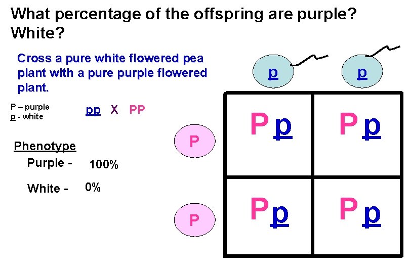 What percentage of the offspring are purple? White? Cross a pure white flowered pea