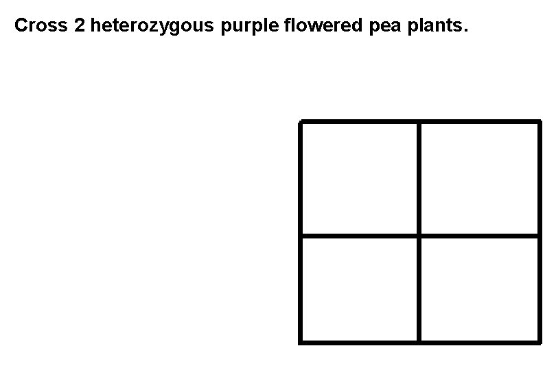 Cross 2 heterozygous purple flowered pea plants. 