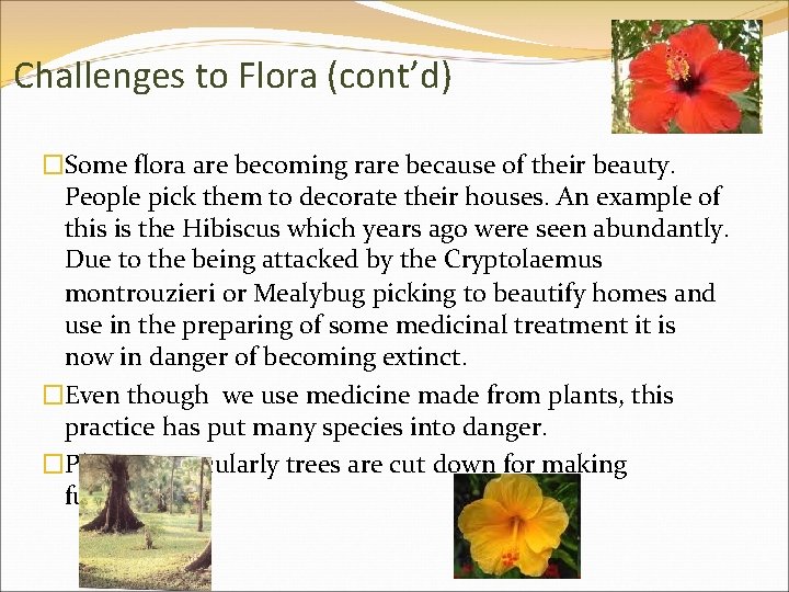 Challenges to Flora (cont’d) �Some flora are becoming rare because of their beauty. People